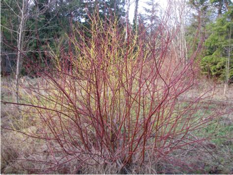 Red-Twig Dogwood, Cornus sericea | Native Plants PNW