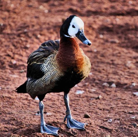 A close up of a Whistling Duck 7968088 Stock Photo at Vecteezy