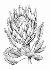 Protea Neriifolia Or Oleanderleaf protea coloring Page Free Printable  sketch template