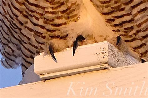 Snowy owl Talons | Kim Smith Films