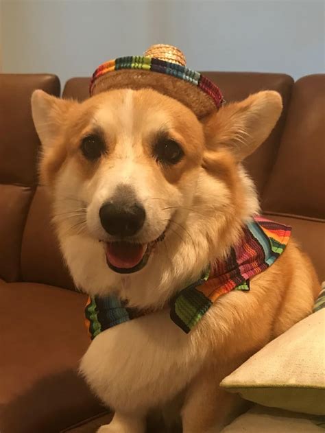 My dogs costume for a Corgi meetup : rarepuppers