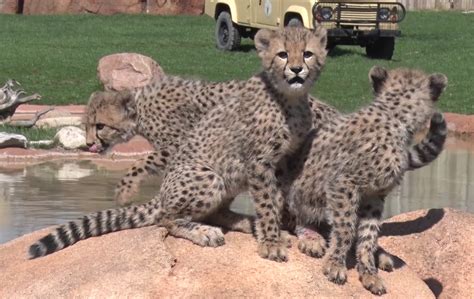 Cheetah cubs prepare for Columbus Zoo debut (with pictures!) – 614NOW