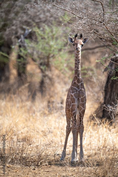 Giraffe in Kennya on safari, Africa. African artiodactyl mammal, the tallest living terrestrial ...