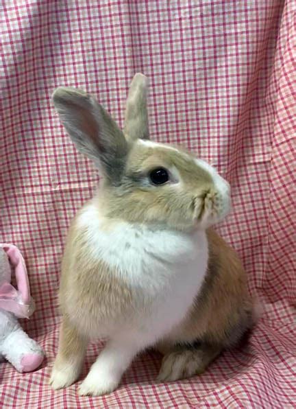 Adoptable bunnies at Rabbit Rescue Shelter