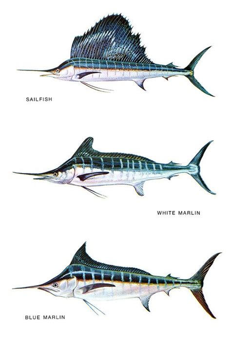 Saltwater Fish Classification Poster, Blue Marlin, White Marlin, Sailfish | Sea fish, Marlin ...