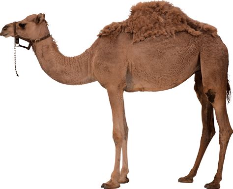 Camel PNG image