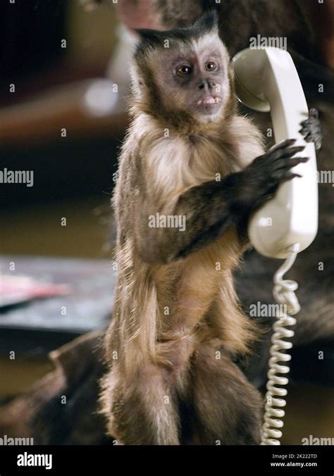 MONKEY, NIGHT AT THE MUSEUM, 2006 Stock Photo - Alamy