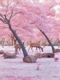 cilou37 - Landscapes Inside and out - Cherry trees and deer in Japan
