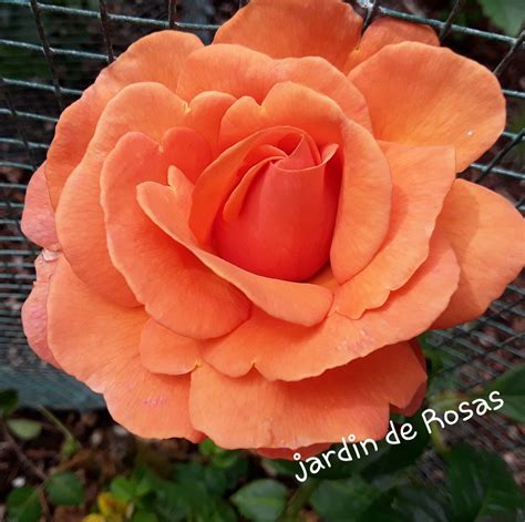 Jardín de Rosas"