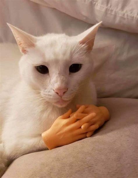 Hand cat would like to discuss something uncomfortable with you, and you should hear him out ...