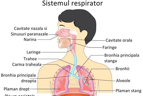 Agenda Vesca Lilia: SISTEMUL RESPIRATOR