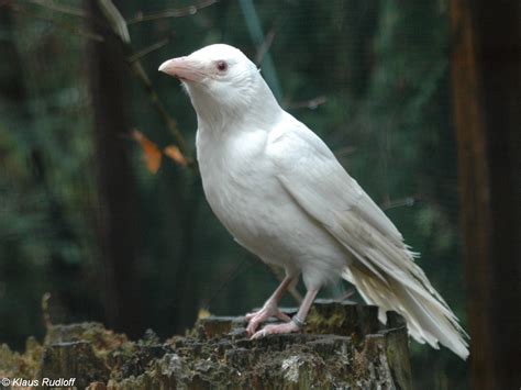 Albino Crow | Animales albinos, Fotos de animales salvajes, Imagenes de ...