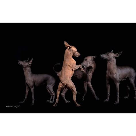 The Amazing Xoloitzcuintli: Mexico's Ancient Breed