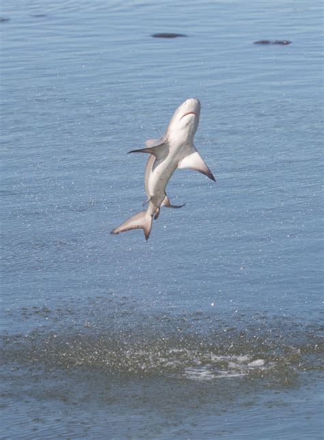 Spinner Shark l Startling Feeding - Our Breathing Planet