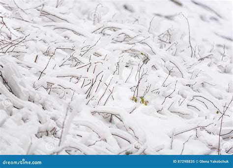 Twigs of Tree Covering in White Hoar Frost Stock Image - Image of ...