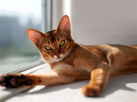 100+ Brown Cat Names That You’ll Actually Love