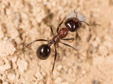 Are Bulldog Ants Poisonous