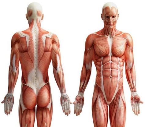 Anatomy and Physiology - Amara School of Holistic Therapies