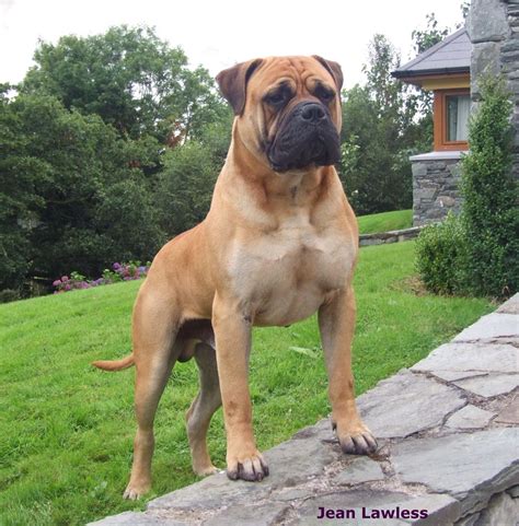 english bullmastiff dog online