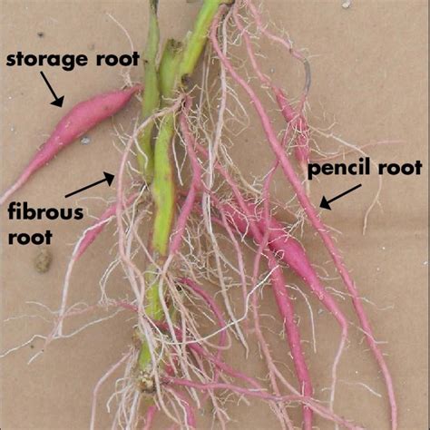 (PDF) Sweet Potato Storage Root Initiation