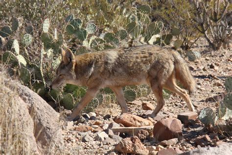 Arizona-Sonora Desert Museum 2010 - ZooChat