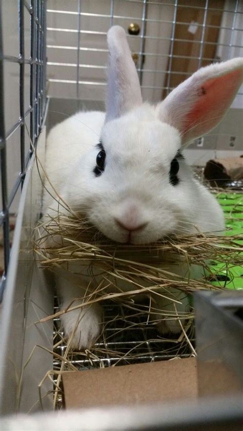 Cuddly rabbit | Pet bunny, Cute animals, Pet rabbit