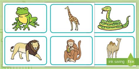 Zoo Animal Picture Cards (Teacher-Made) - Twinkl