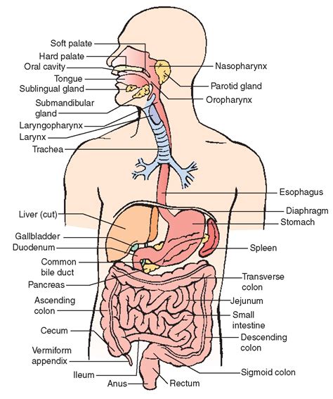 The Human Digestive System - Lessons - Tes Teach