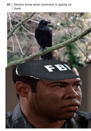 83 Ravens Know When Someone Is Spying on Them FBI Low Quality FBI Meme ...