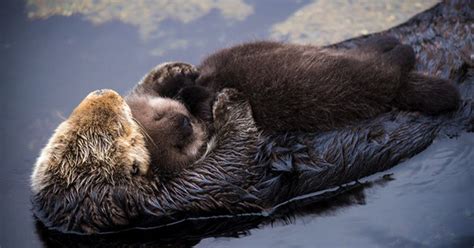 Baby Otter Pup Falling Asleep On Its Floating Mother’s Belly Is The ...