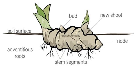 Rhizomes in vegetative propagation – Eschooltoday