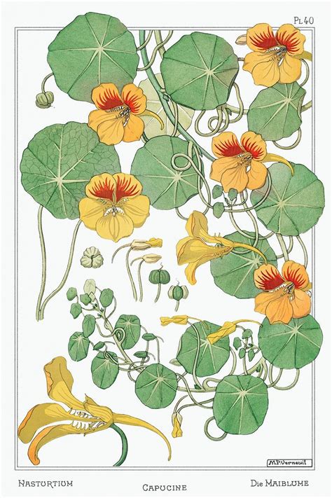 Capucine (nasturtium) from La Plante et ses Applications ornementales (1896) illustrated by ...