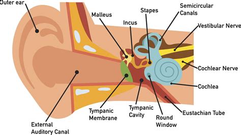 [DIAGRAM] Middle Ear Bone Diagram - MYDIAGRAM.ONLINE