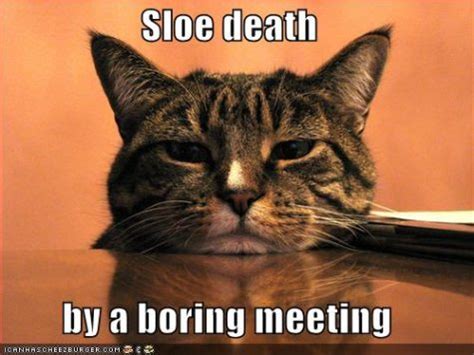 funny-pictures-cat-sleeps-boring-meeting | Meme City