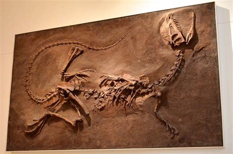 Prehistoric Creatures Mythical Creatures Dilophosauru - vrogue.co