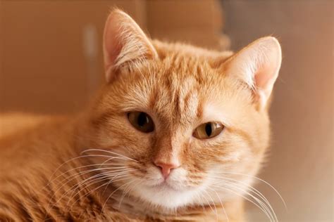 160 Orange Cat Names for Ginger-Colored Felines | Great Pet Care
