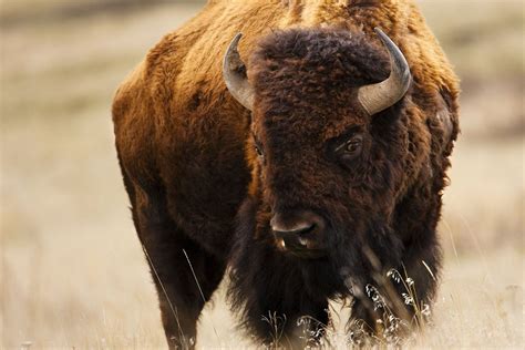 Montana Bison | Buffalo animal, Bison art, Bison