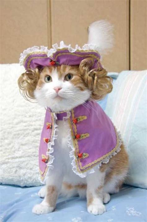 Adorable Cats in Funny Costumes | KLYKER.COM