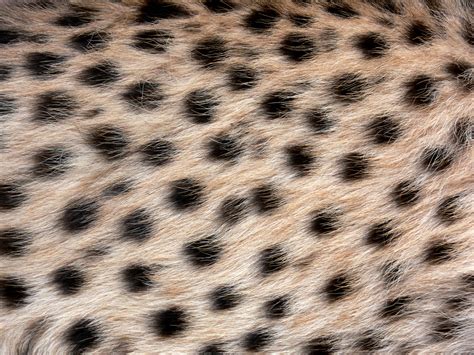 Fotos gratis : cabello, fauna silvestre, patrón, Gato grande, de cerca, leopardo cazador, animal ...