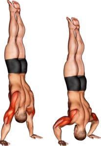 Handstand Push-ups Guide: Muscles Worked, How-To, Variations, and Tips – Fitness Volt