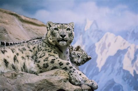 Snow leopard - rare, beautiful gray leopards live in the mountains of Central Asia. Himalayan ...