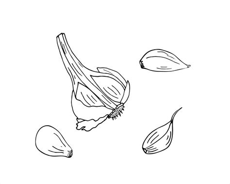 Premium Vector | Set of hand drawn monochrome different garlic sketch style garlic cloves and ...