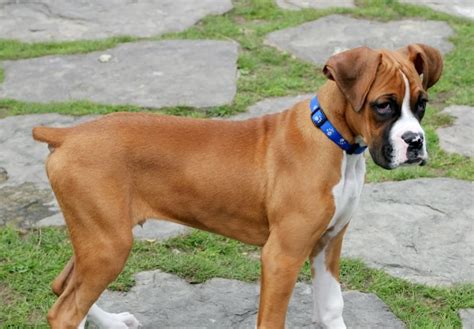 Boxers and Tail Docking: Your Questions, Answered | PEDIGREE®