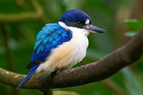 Blue and white kingfisher Pretty Birds, Beautiful Birds, Gorgeous ...