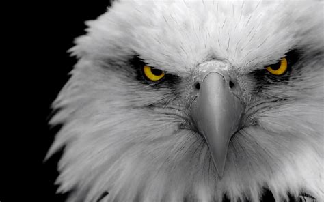 Angry Eagles Wallpapers HD / Desktop and Mobile Backgrounds