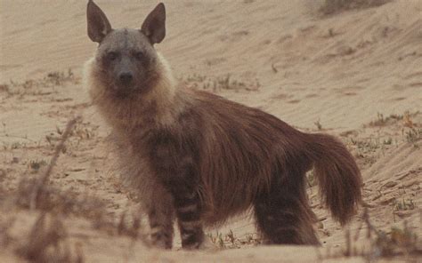 Brown Hyena (Hyaena Brunnea): Profile and Information