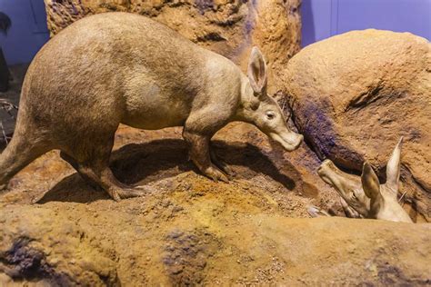 10 Facts About Aardvarks