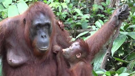 Mother and baby orangutan show their love - YouTube