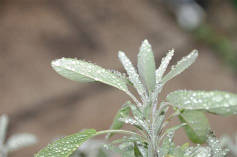 All There Is to Know About the Wonderful White Sage Plant - Garden and Happy