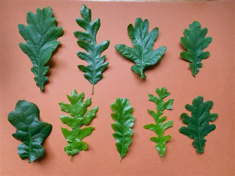 Oak Leaves Obsessedbynature | Free Download Nude Photo Gallery